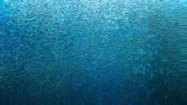 在中美洲哥斯达黎加海岸外的太平洋深处隐藏着一滩灯笼鱼 Myctophum Punctatum — 图库视频影像