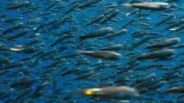 Sebuah Kawanan Lanternfish Myctophum Punctatum Bersembunyi Dalam Laut Pasifik Lepas — Stok Video