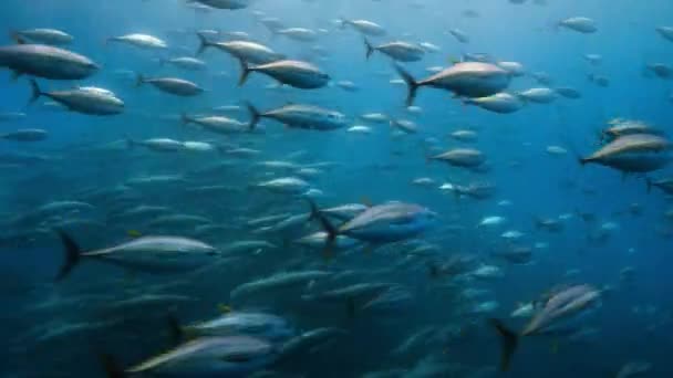 Ett Stim Gulfenad Tonfisk Thunnus Albacares Simmar Vattnet Stilla Havet — Stockvideo