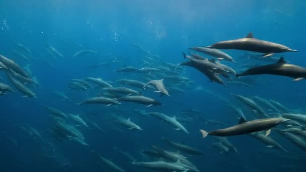 Primer Plano Del Delfín Hilandero Stenella Longirostris Nadar Bajo Agua — Vídeos de Stock