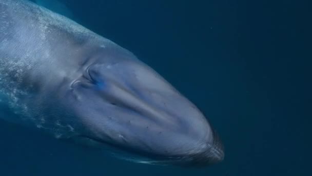 Luftaufnahme Des Blauwals Balaenoptera Musculus Schwimmt Der Oberfläche Des Golfs — Stockvideo