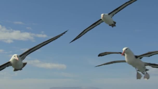 Černovlasý Albatros Thalassarche Melanophris Přistávající Oblohy Pojídající Mrtvého Lachtana — Stock video