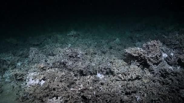 Fischernetze Der Tiefsee Die Über Den Meeresboden Gezogen Werden Zerstören — Stockvideo