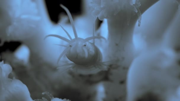 Verme Cerda Polychaeta Estabeleceu Casa Dentro Coral — Vídeo de Stock