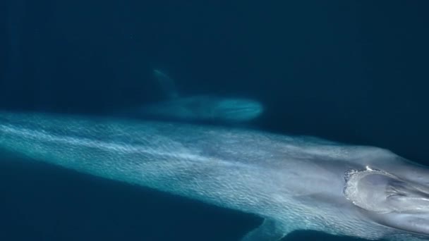 Mère Rorqual Bleu Son Baleineau Balaenoptera Musculus Errent Haute Mer — Video