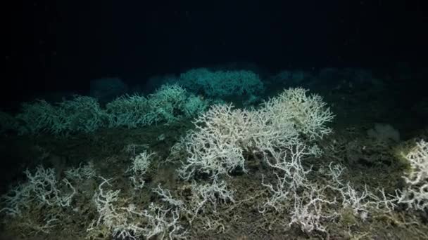 Глибоководний Корал Lophelia Matusa Розплідники Багатьох Глибоководних Істот — стокове відео