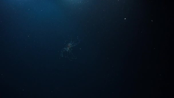 深海鲱鱼拥有一系列的感应器 即使是最微弱的动作也能被诱捕的猎物所察觉 — 图库视频影像