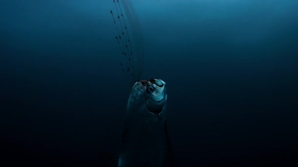 Kürek Balığı Regalecus Glesne Dikey Olarak Asılı Durur Sırt Yüzgeçleri — Stok video
