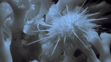 Bir kıllı solucan (Polychaeta) mercanlarını yaşam ortamlarında korumak için deniz kestanelerine (Echinometra viridis) saldırır..