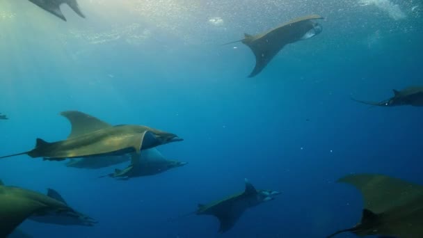 Grupo Rayos Mobula Usando Bocas Recogiendo Peces Linterna Océano Pacífico — Vídeo de stock