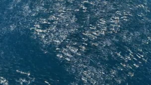 Grupo Golfinhos Sendo Caçados Por Baleias Assassinas Golfo Califórnia Costa — Vídeo de Stock