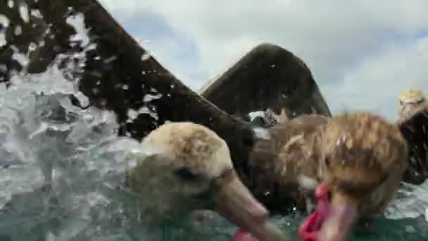바다제비 Macronectes Giganteus 남극에서 바다사자를 치우는 청소부이다 — 비디오