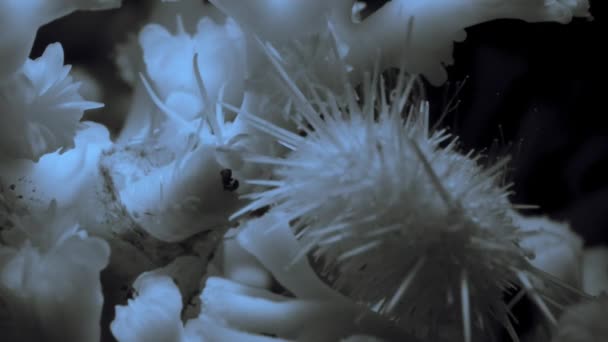 Sörényféreg Polychaeta Támadás Tengeri Sünök Echinometra Viridis Hogy Megvédjék Koralljaikat — Stock videók