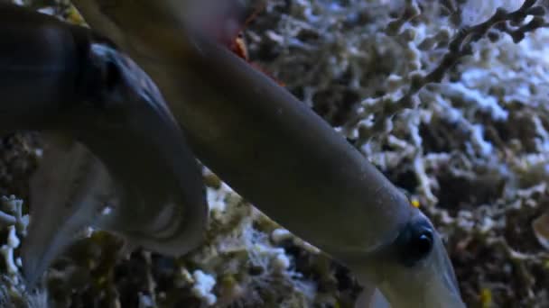 深水珊瑚Lophelia Pertusa是许多深海生物的繁殖地 — 图库视频影像