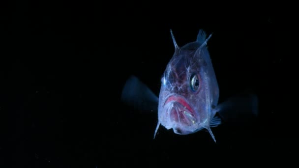 Hatchetfish Argyropelecus Aculeautes 大西洋銀ハッチフィッシュや銀ハッチフィッシュとも呼ばれる オーストラリアのニューサウスウェールズ州から発見された深海魚 — ストック動画