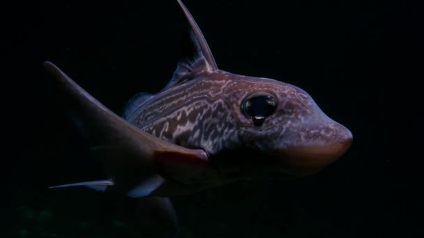 キメラ魚 ヒドロラガス衝突 ゆっくりとエネルギーを節約するために移動し 彼らは堆積物に埋め込まれた希少な獲物を検索するために口の周りの電気センサーを使用します — ストック動画