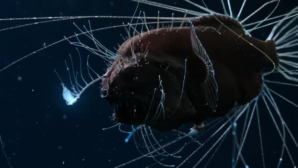 Anglerfish Laut Dalam Memiliki Array Sensor Akan Mendeteksi Bahkan Gerakan — Stok Video