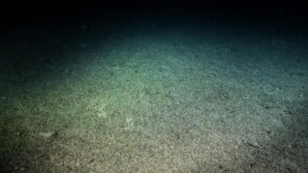 穿越海底拖曳的深海渔网摧毁了深海珊瑚 — 图库视频影像