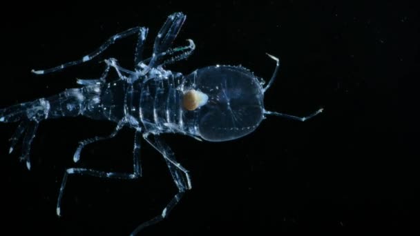Cystisoma Deep Water Crustacean Clear Glass — Stock Video