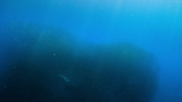 Grupo Rayos Mobula Usando Bocas Recogiendo Peces Linterna Océano Pacífico — Vídeos de Stock