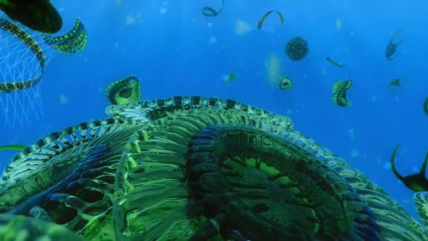 浮游植物是微小的飘浮植物 它将海水中的营养物质与来自太阳的能量结合在一起 3D动画 — 图库视频影像