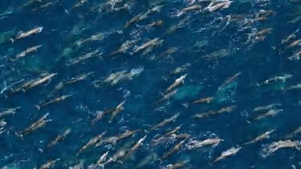 Lumba Lumba Pemintal Stenella Longirostris Berenang Permukaan Samudra Pasifik Lepas — Stok Video