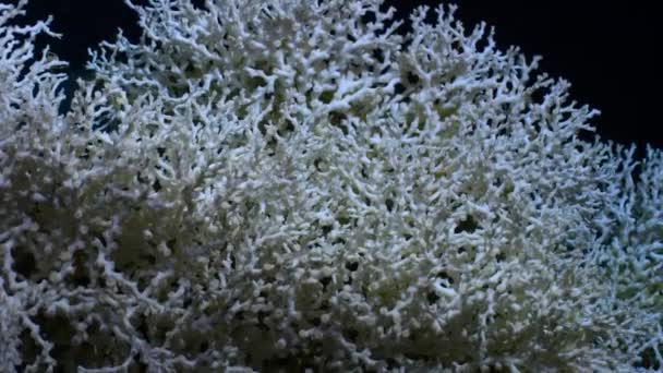 Coral Águas Profundas Lophelia Pertusa São Viveiros Para Muitas Criaturas — Vídeo de Stock