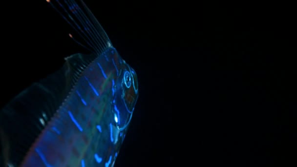 Barbue Regalecus Glesne Suspendue Verticalement Utilisant Des Ondes Rythmiques Long — Video