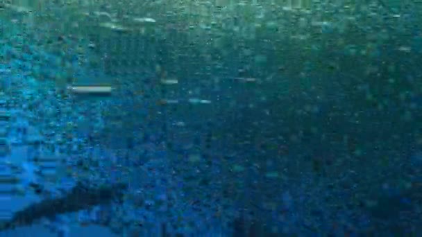 Крупный План Прядильного Дельфина Stenella Longirostris Охота Рыб Фонарей Глубинах — стоковое видео