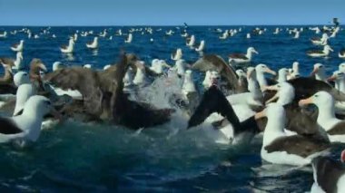 Kara kaşlı albatros (Thalassarche melanofrisi) gökyüzünden iner ve ölü bir deniz aslanını yer..