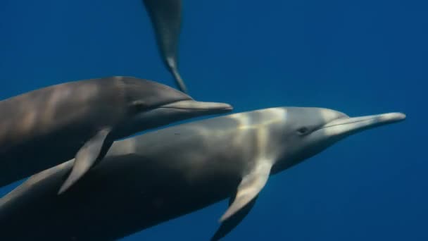 Zblízka Spinner Delfín Stenella Longirostris Plavat Pod Vodou Tichém Oceánu — Stock video