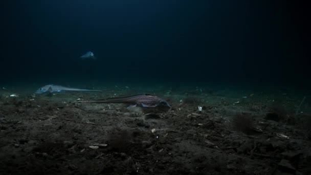Ryby Chimaera Hydrolagus Colliei Poruszając Się Powoli Celu Oszczędzania Energii — Wideo stockowe