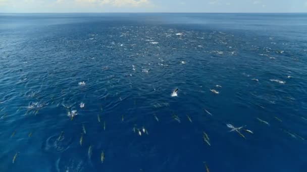 Δελφίνι Stenella Longirostris Κολυμπούν Στην Επιφάνεια Του Ειρηνικού Ωκεανού Στα — Αρχείο Βίντεο