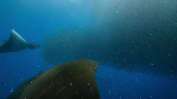 Grupo Rayos Mobula Usando Bocas Recogiendo Peces Linterna Océano Pacífico — Vídeos de Stock