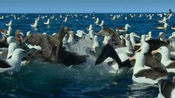 Černovlasý Albatros Thalassarche Melanophris Přistávající Oblohy Pojídající Mrtvého Lachtana — Stock video