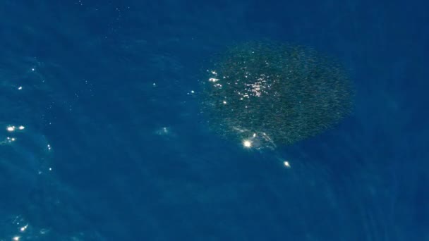 Besar Beting Anchovies Throng Laut Dangkal Besar Penghalang Karang Australia — Stok Video