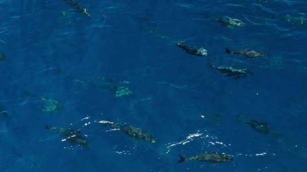 Skupina Tuňáků Obecných Thunnus Thynnus Hledající Potravu Pod Hladinou Moře — Stock video