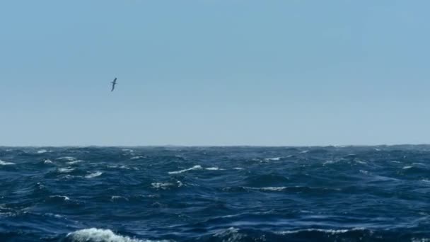 放浪するアルバトロス ディオメディアのExulans 南極を求めて海上を飛行しています スローモーション — ストック動画