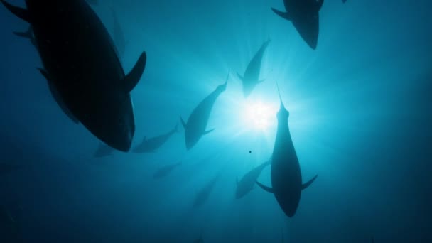 Group Bluefin Tunas Thunnus Thynnus Searching Food Surface Sea — Stock Video