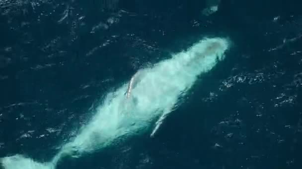 南極海の表面で泳いでいるザトウクジラ Megaptera Novaeangliae の閉鎖 — ストック動画