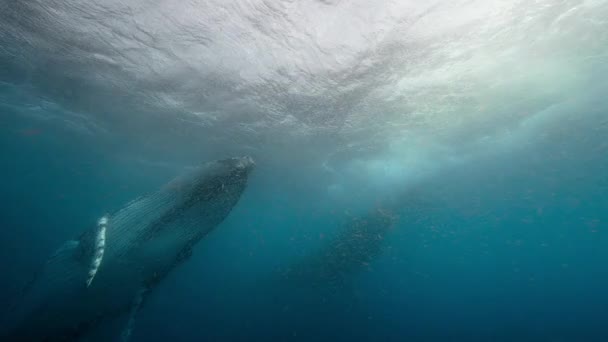 Kambur Balinaların Megaptera Novaeangliae Yakınına Giderek Krilleri Antarktika Daki Kıllı — Stok video