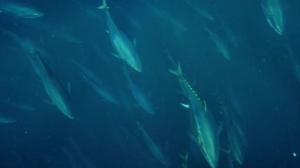 Group Bluefin Tunas Thunnus Thynnus Searching Food Surface Sea — Stock Video