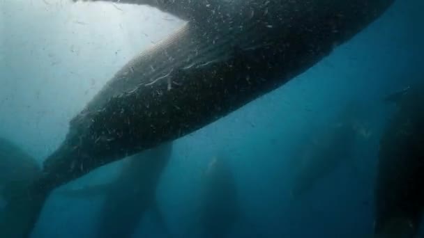 Nærbillede Pukkelhvaler Megaptera Novaeangliae Tager Store Mundfulde Vand Fældefangst Sigter – Stock-video