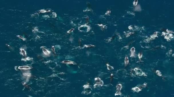 Nærbillede Pukkelhvaler Megaptera Novaeangliae Tager Store Mundfulde Vand Fældefangst Sigter – Stock-video