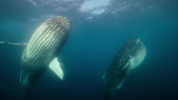 Κοντινό Πλάνο Του Humpback Φάλαινες Megaptera Novaeangliae Κολύμπι Στην Επιφάνεια — Αρχείο Βίντεο