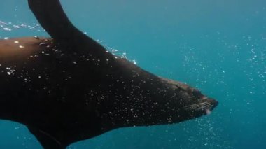 Kambur balinalar (Megaptera novaeangliae) ve kürk fokları (Callorhinus ursinus) birlikte bir kril sürüsünü besler, Antarktika