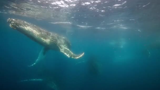 Close Baleias Jubarte Megaptera Novaeangliae Tomar Grandes Bocados Água Prendendo — Vídeo de Stock