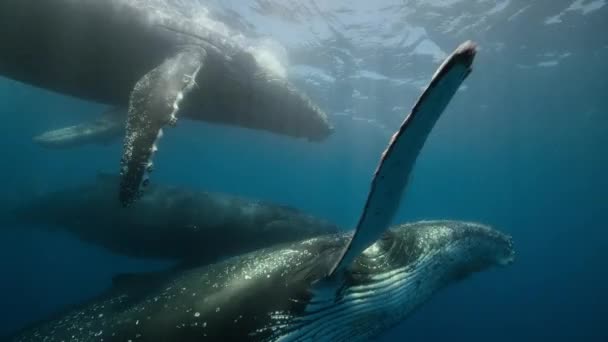 Close Baleias Jubarte Megaptera Novaeangliae Nadando Superfície Oceano Antártida — Vídeo de Stock