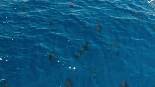 Группа Голубых Тунцов Thunnus Thynnus Поисках Пищи Поверхностью Моря — стоковое видео