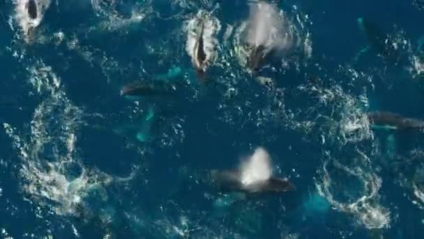 ザトウクジラの閉鎖 Megaptera Novaeangliae 毛深い毛の上のクリルをトラップし 水の大きな口の中で取る南極 — ストック動画